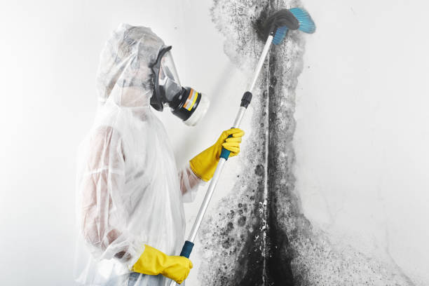 Best Environmental Consulting for Mold Prevention  in Graceville, FL