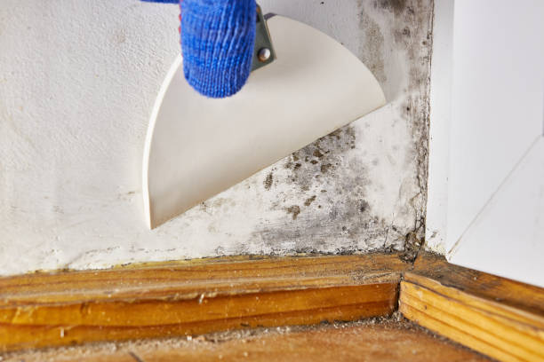 Best Air Quality Testing for Mold Spores  in Graceville, FL
